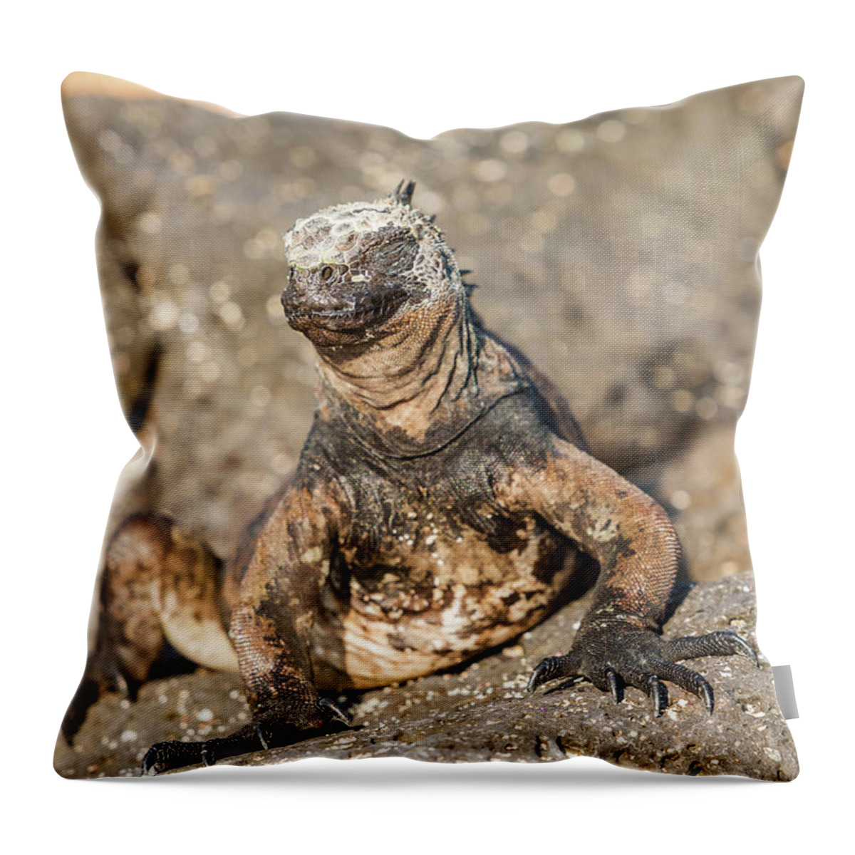 Marine Iguana Throw Pillow featuring the photograph Marine Iguana on Galapagos Islands #18 by Marek Poplawski