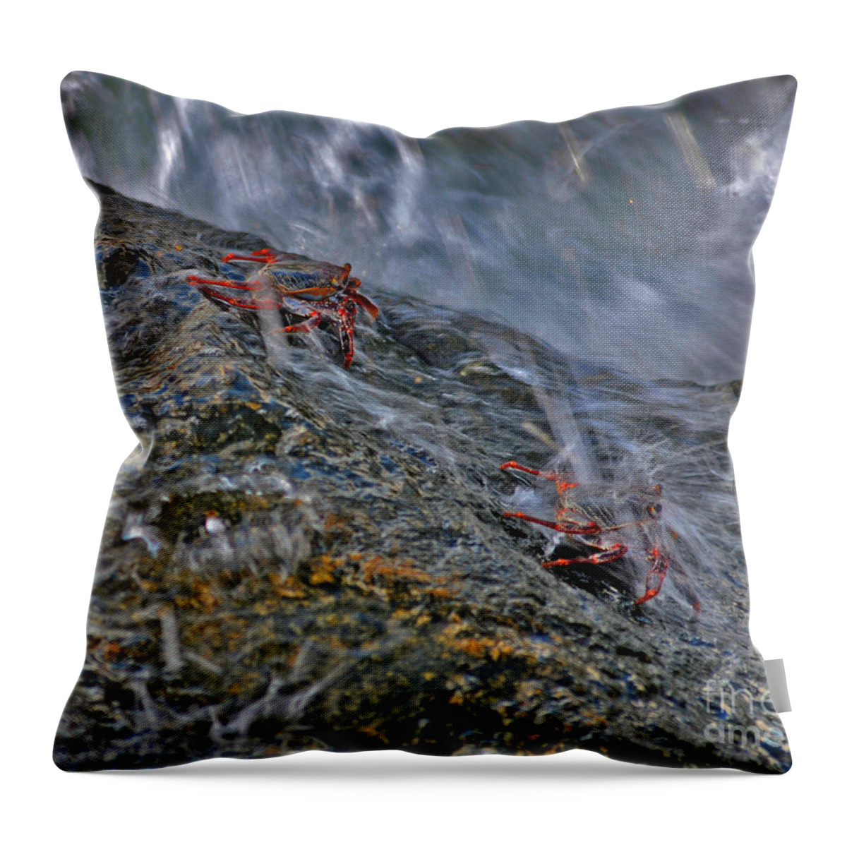 Rock Crabs Throw Pillow featuring the photograph 19- Follow Me by Joseph Keane