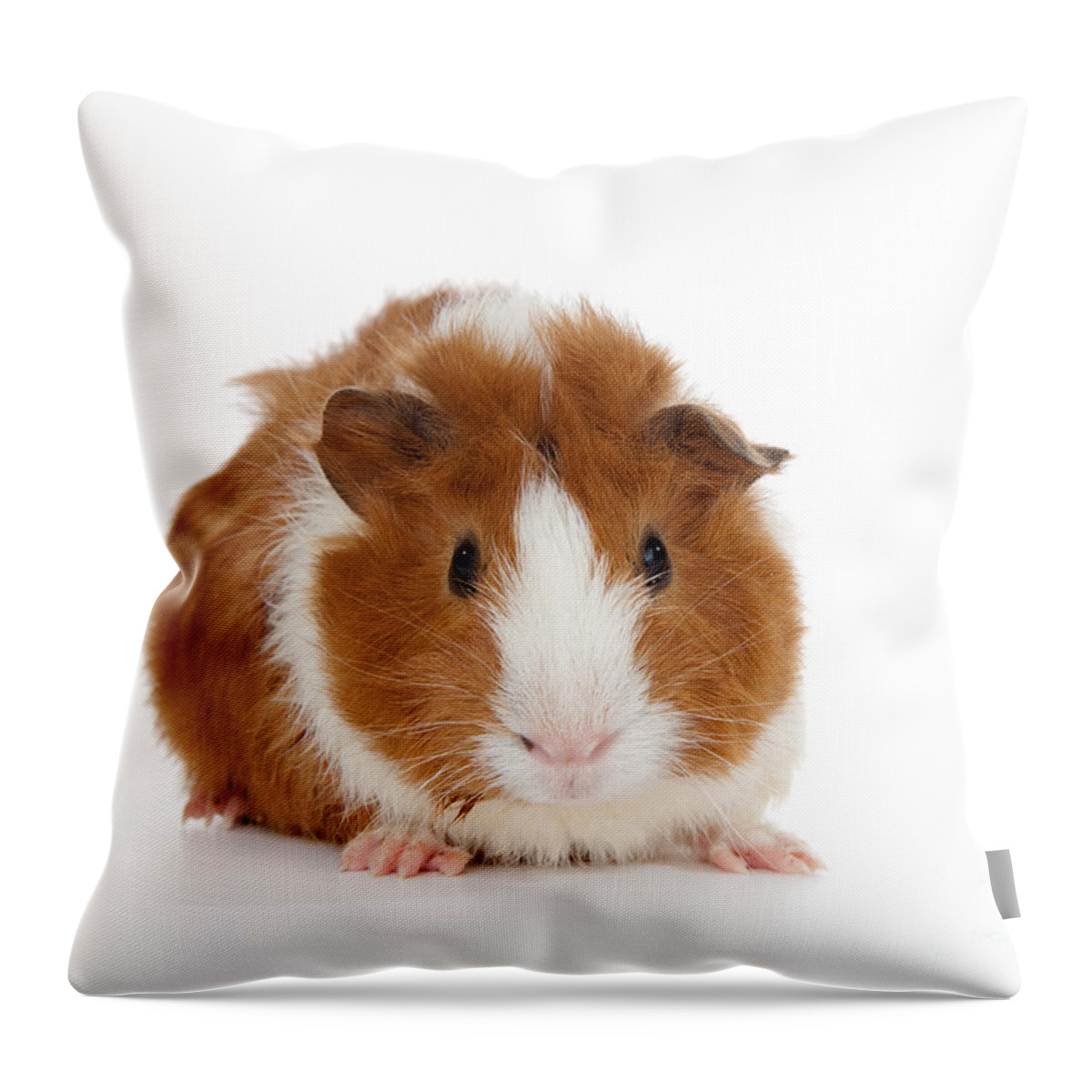 Abyssinian Guinea Pig Throw Pillow featuring the photograph Abyssinian Guinea Pig #2 by Anthony Totah
