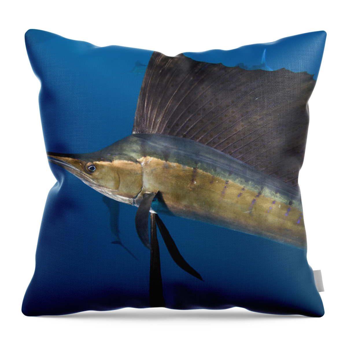 Mp Throw Pillow featuring the photograph Atlantic Sailfish Istiophorus Albicans #2 by Pete Oxford