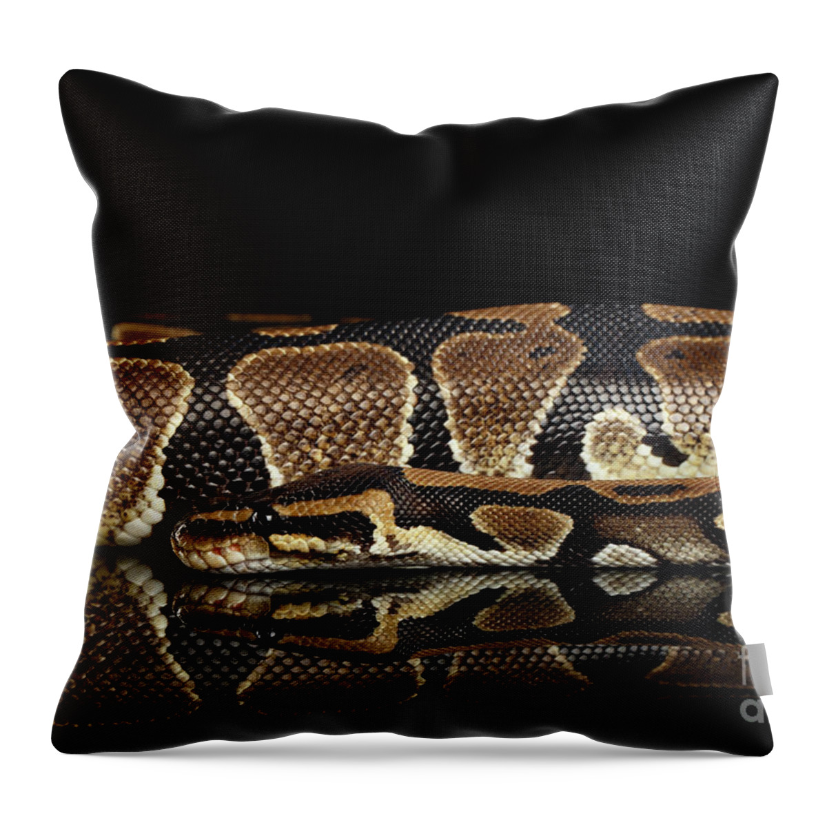 Snake Throw Pillow featuring the photograph Ball or Royal python Snake on Isolated black background #2 by Sergey Taran