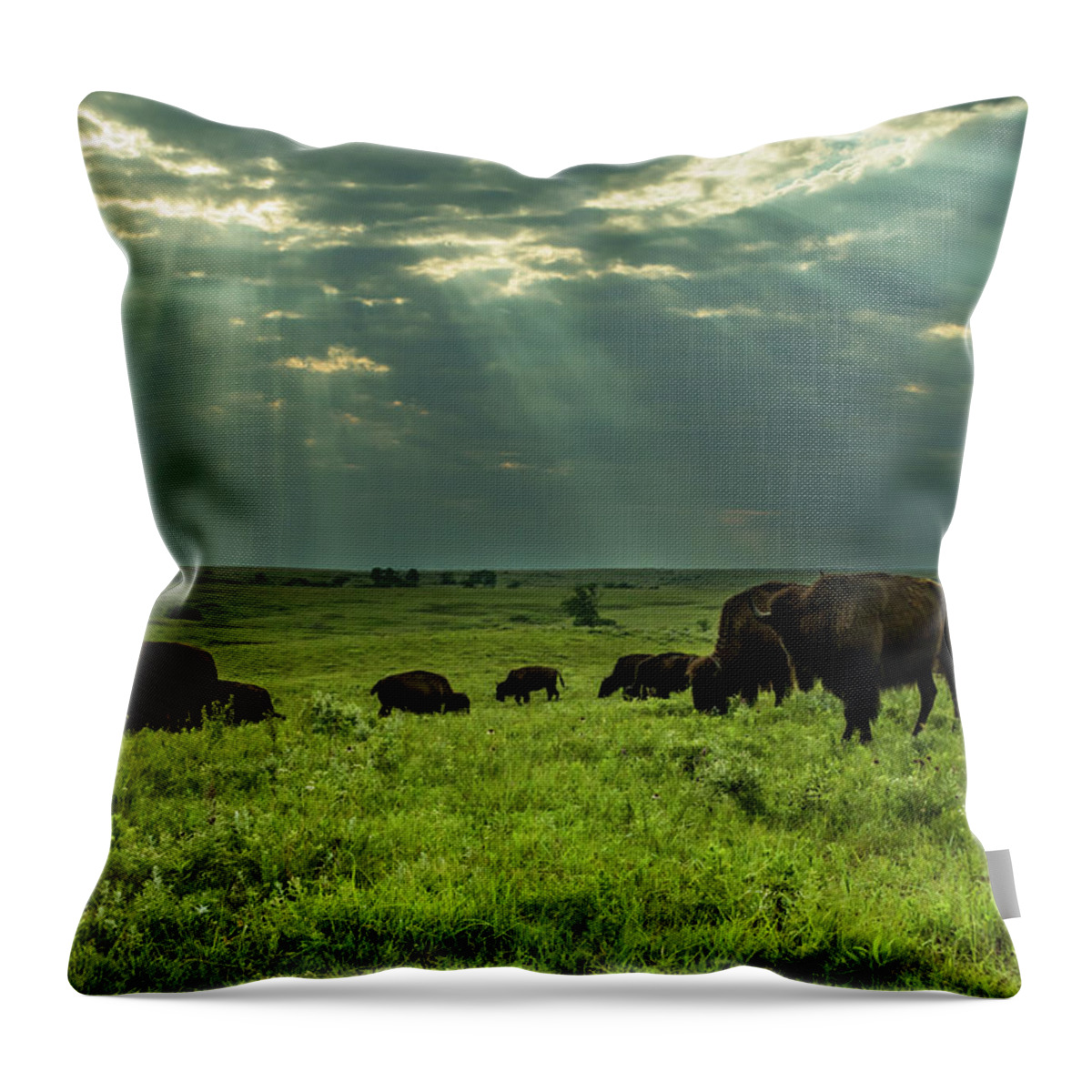 Jay Stockhaus Throw Pillow featuring the photograph Bison #2 by Jay Stockhaus