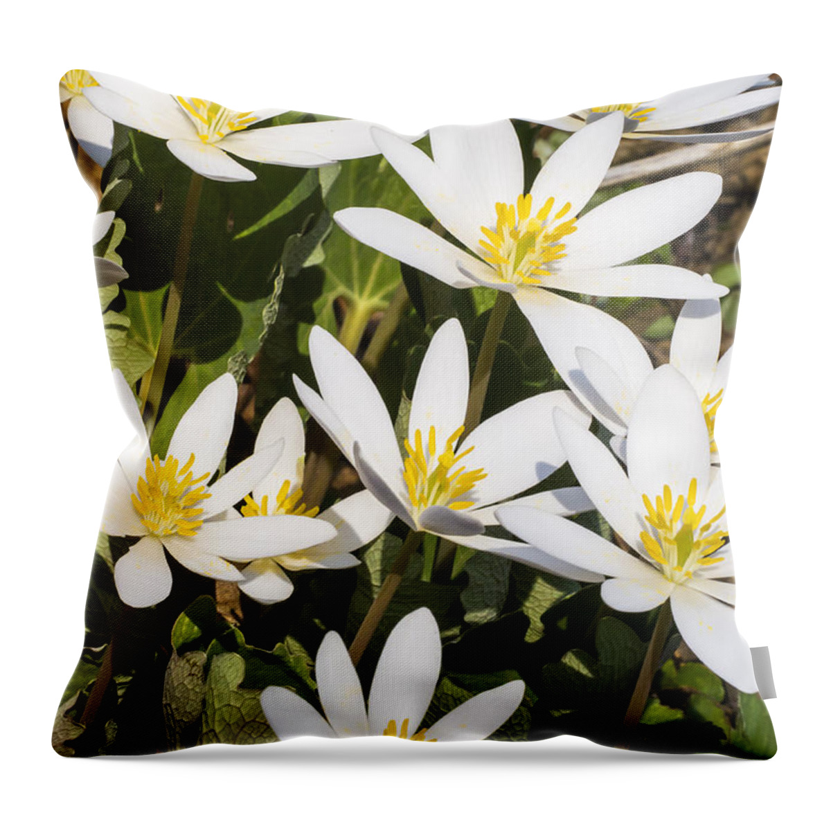Flowers Throw Pillow featuring the photograph Bloodroot flowers 2 by Steven Ralser