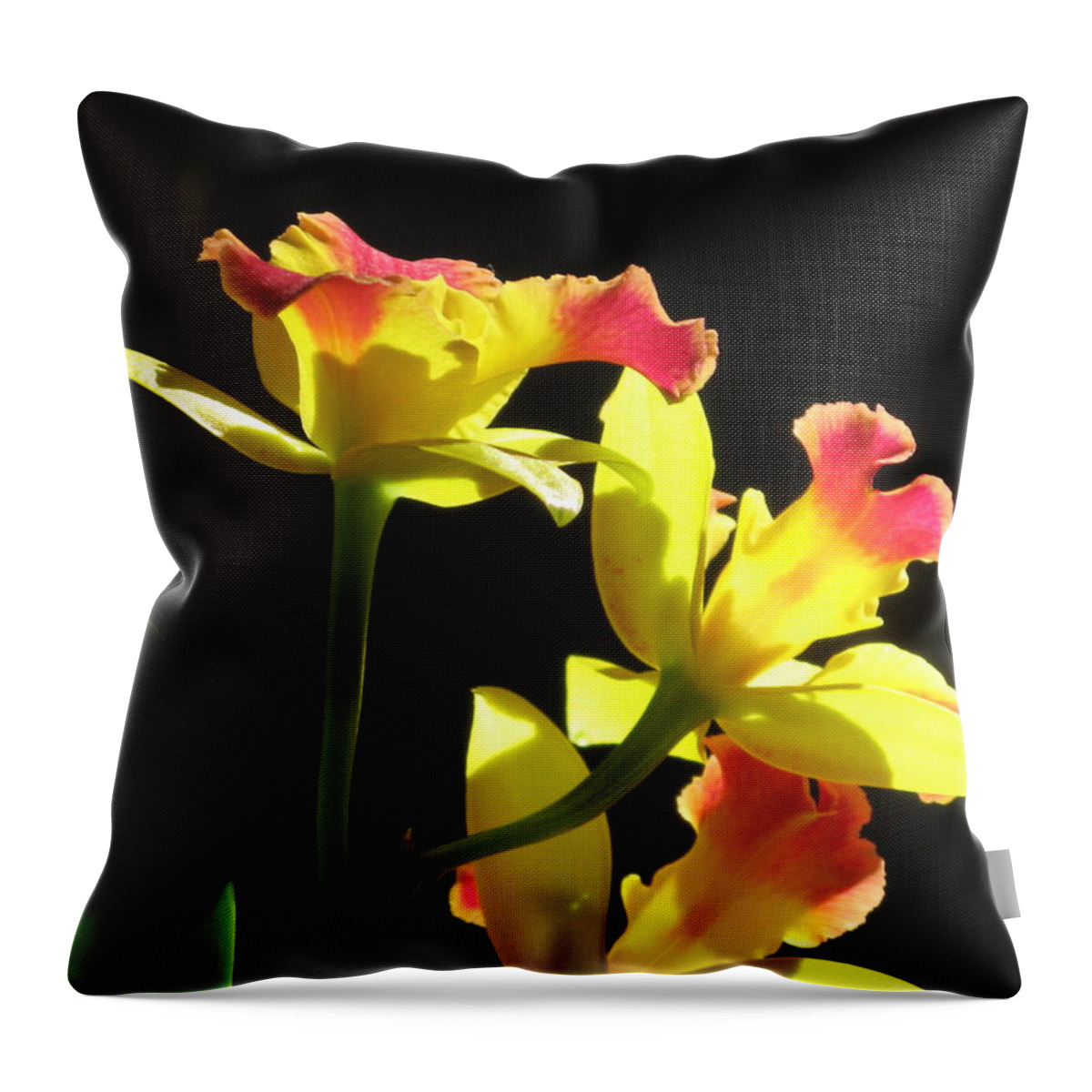 Flower Throw Pillow featuring the photograph Cattleya Orchid #3 by Alfred Ng