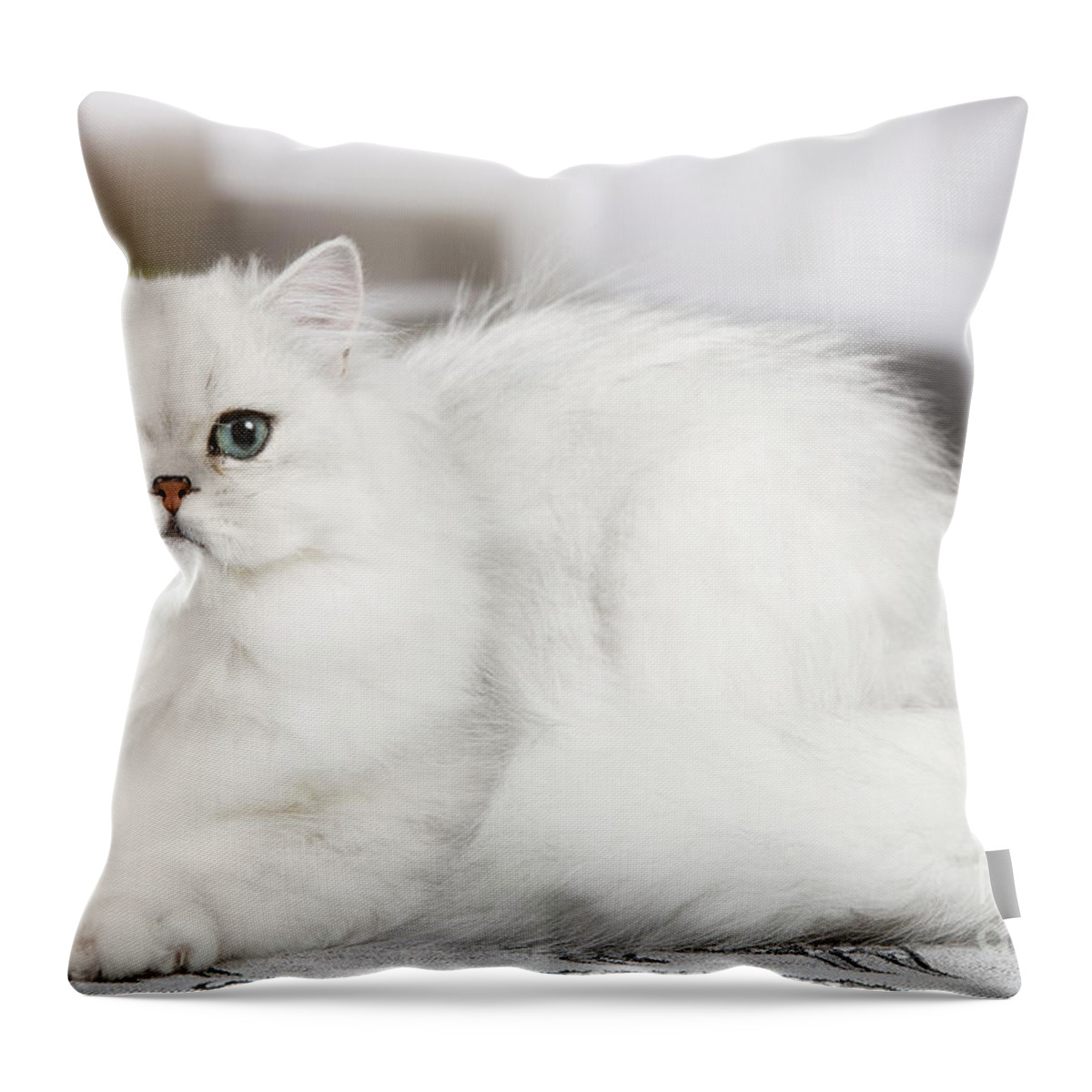 Cat Throw Pillow featuring the photograph Chinchilla Persian Cat #2 by Jean-Michel Labat
