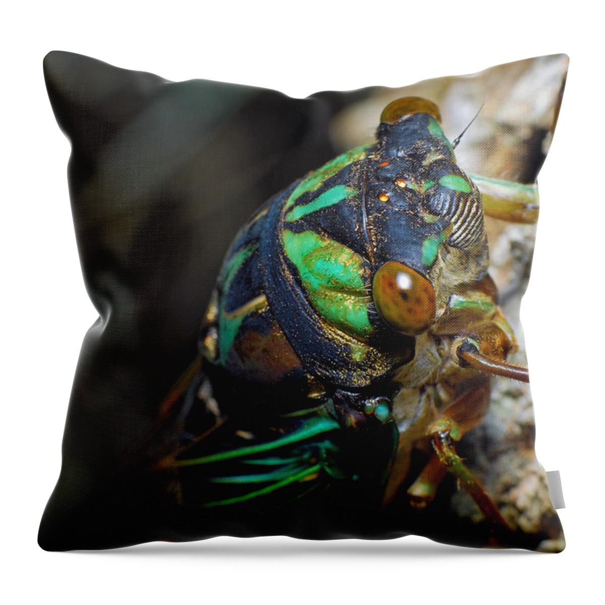 Photograph Throw Pillow featuring the photograph Cicada #2 by Larah McElroy