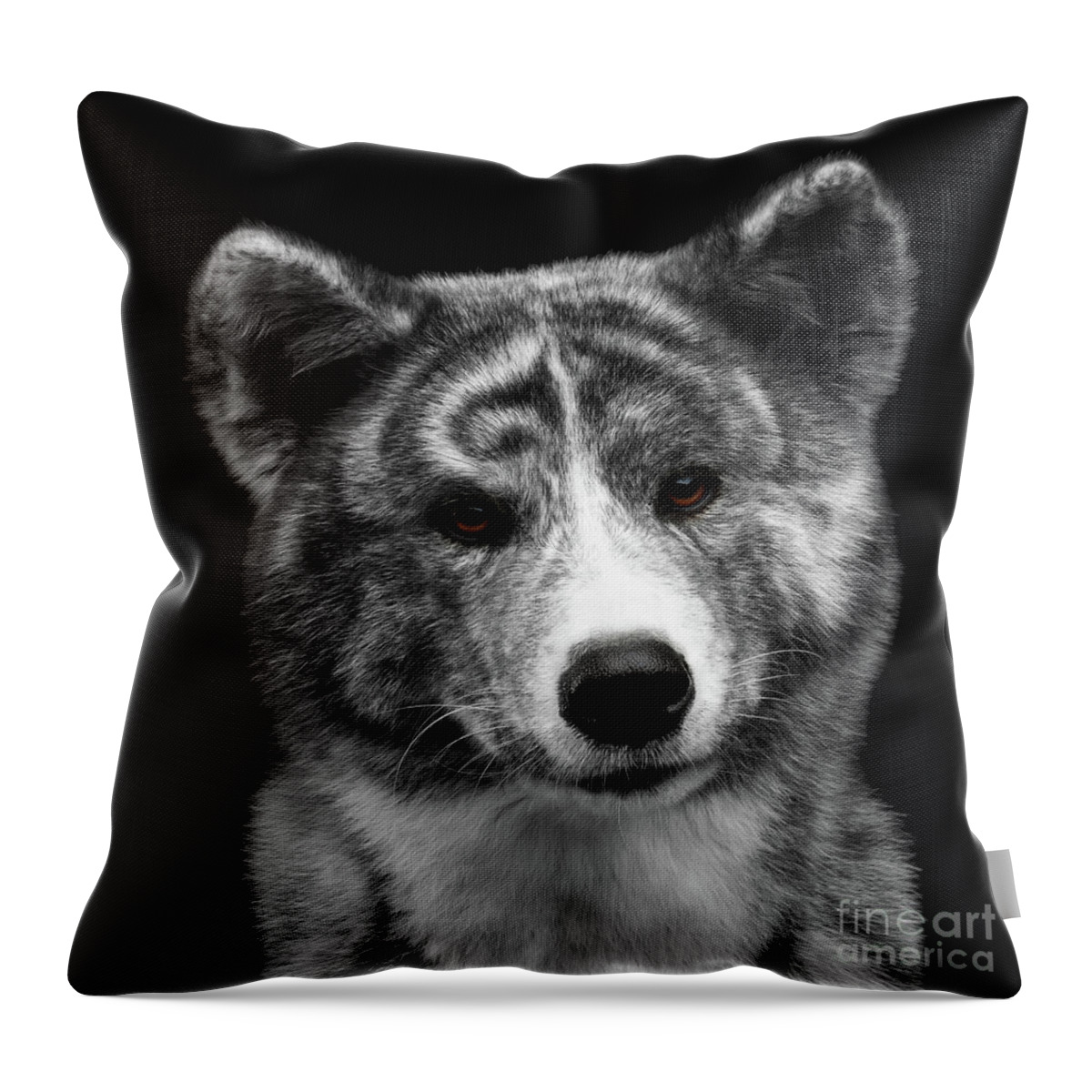 Akita Throw Pillow featuring the photograph Closeup portrait of Akita inu Dog on Isolated Black Background by Sergey Taran