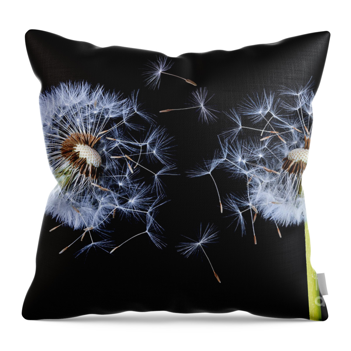 Abstract Throw Pillow featuring the photograph Dandelion on black background #2 by Bess Hamiti