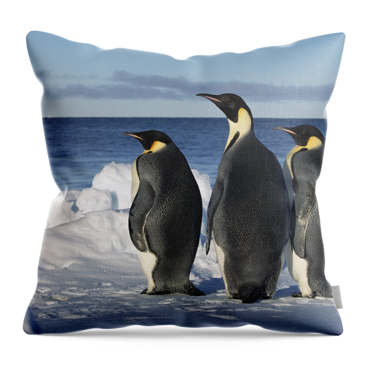 Mp Throw Pillow featuring the photograph Emperor Penguin Aptenodytes Forsteri #2 by Konrad Wothe