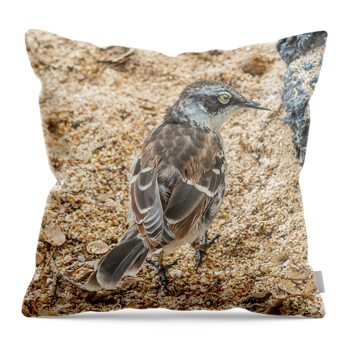 Wildlife Throw Pillow featuring the photograph Galapagos mockingbird in Santa Cruz island. #2 by Marek Poplawski
