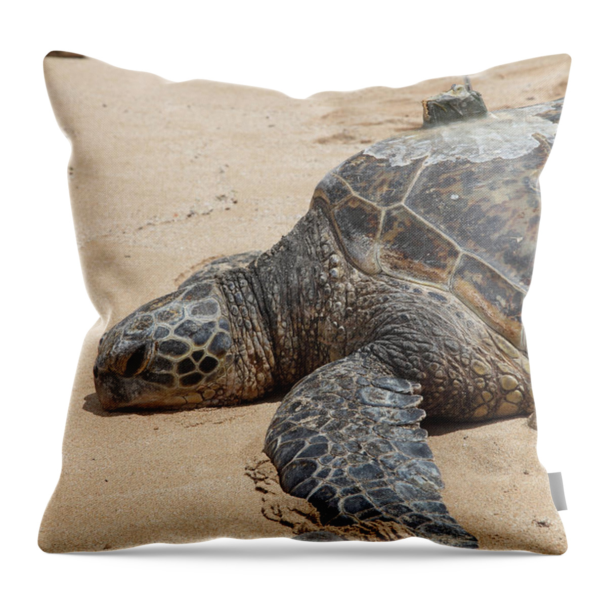 Green Sea Turtle Throw Pillow featuring the photograph Green Sea Turtle With Gps #2 by Ted Kinsman