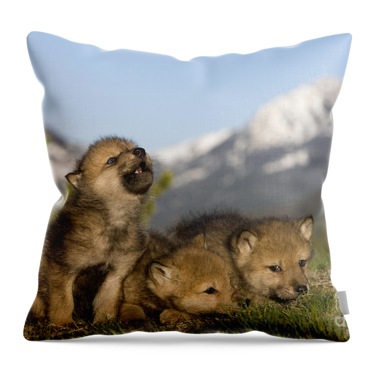 Gray Wolf Throw Pillow featuring the photograph Howling Wolf Cub #2 by Jean-Louis Klein & Marie-Luce Hubert