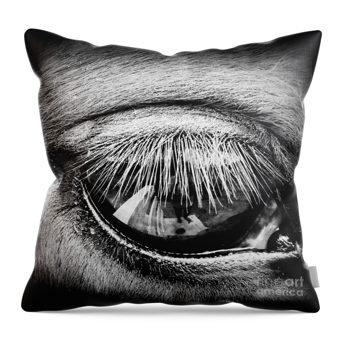 Equine Throw Pillow featuring the photograph Just a Reflection #2 by Rabiah Seminole