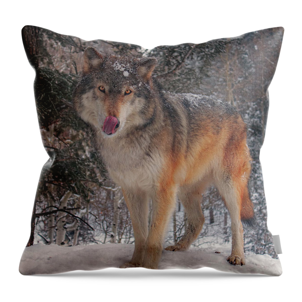 Animal Throw Pillow featuring the photograph Keara #2 by Brian Cross