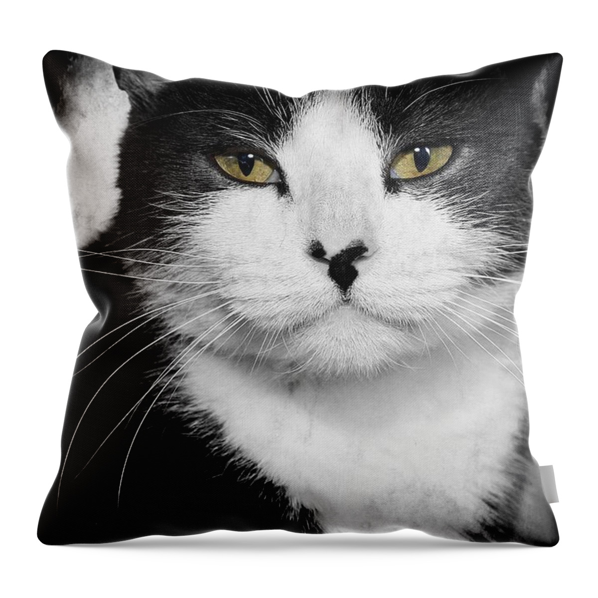 Cat Throw Pillow featuring the photograph Kitty #3 by Joyce Baldassarre