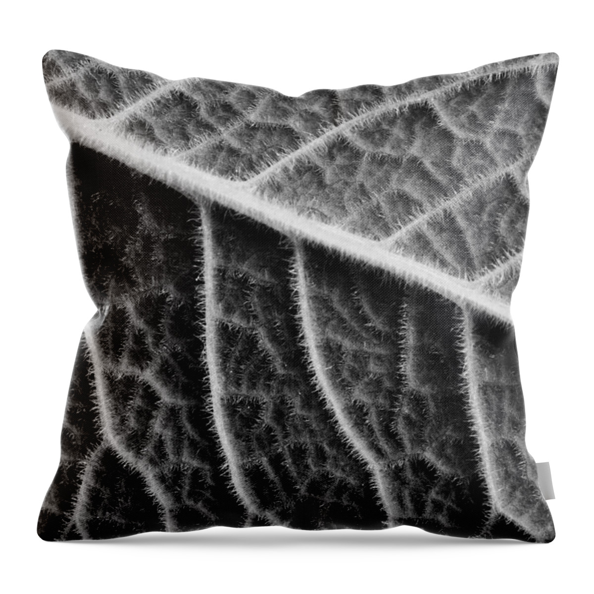 Plant Throw Pillow featuring the photograph Leaf #2 by Chevy Fleet
