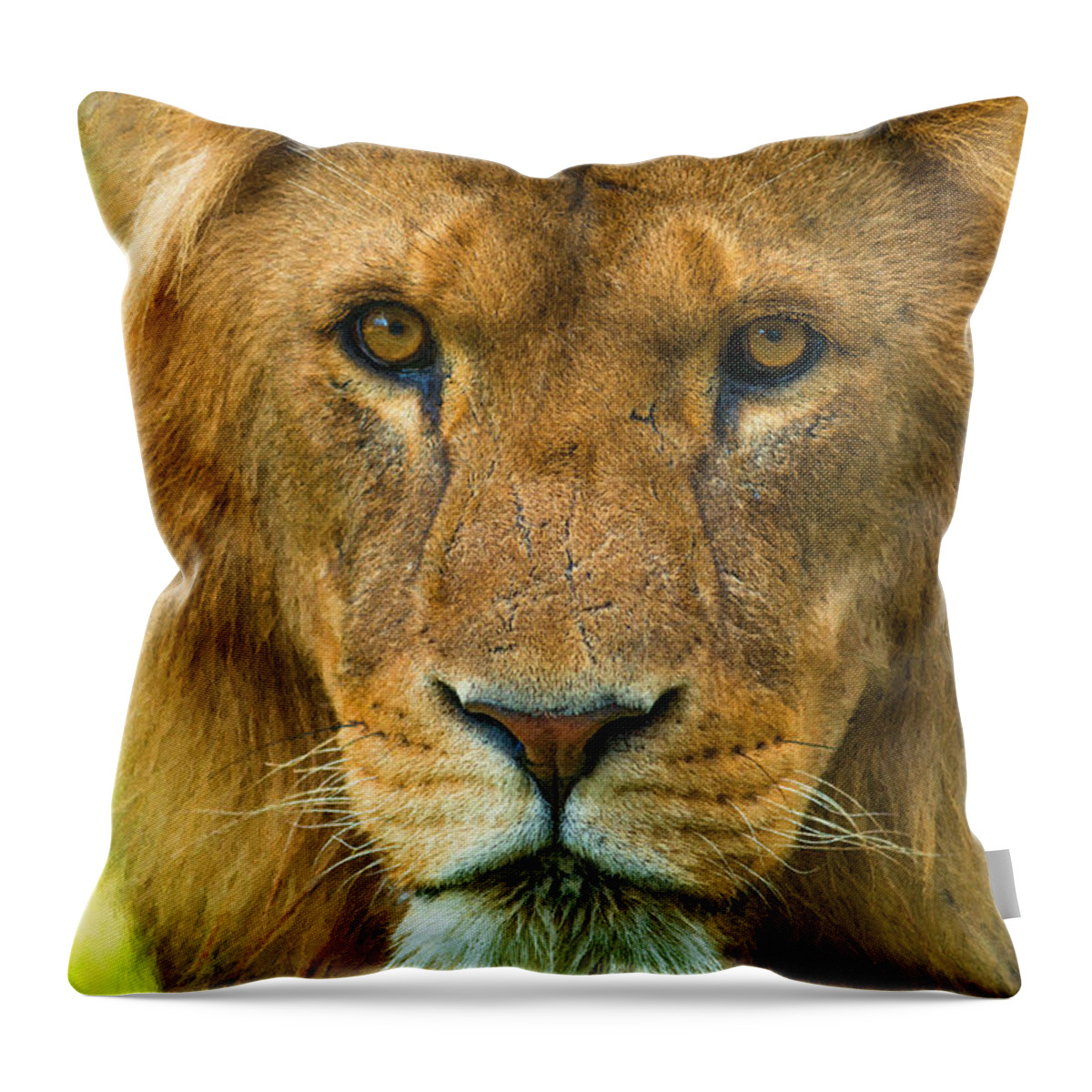 Lion Throw Pillow featuring the photograph Lion #3 by Andrew Michael