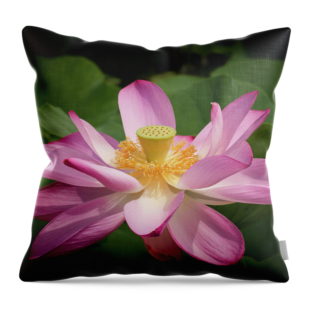 Flower Throw Pillow featuring the photograph Lotus #2 by Richard Macquade