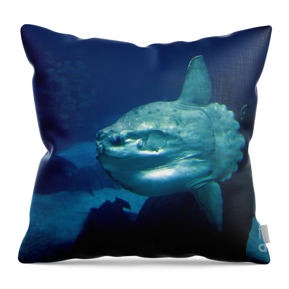 Adult Throw Pillow featuring the photograph Ocean Sunfish Mola Mola #2 by Gerard Lacz