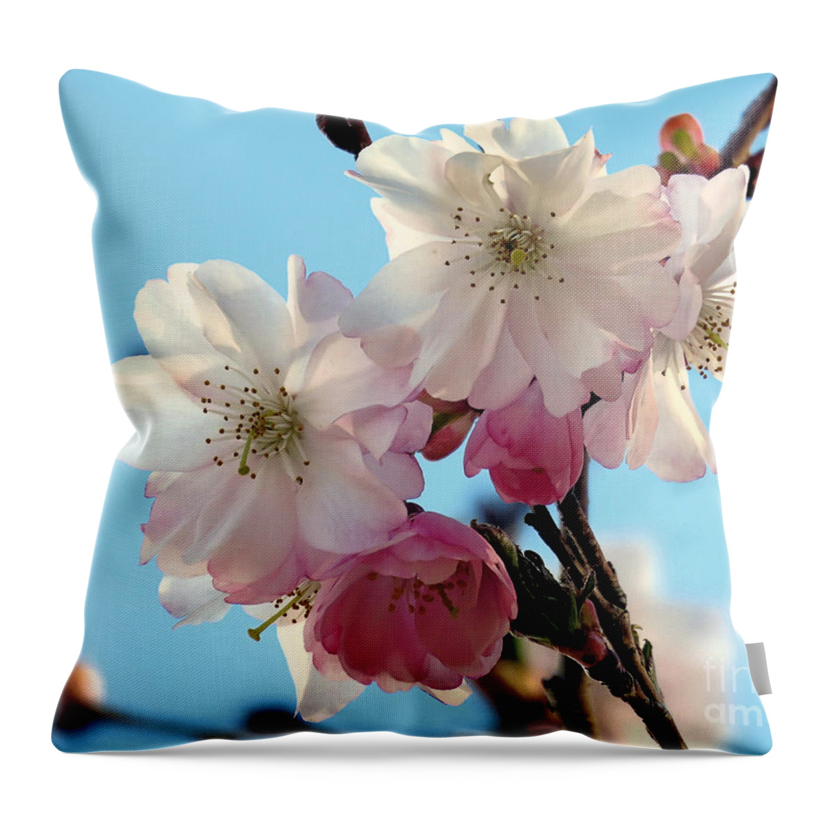Pink Cherry Blossoms Throw Pillow featuring the photograph Pink Cherry Blossoms by Janice Drew