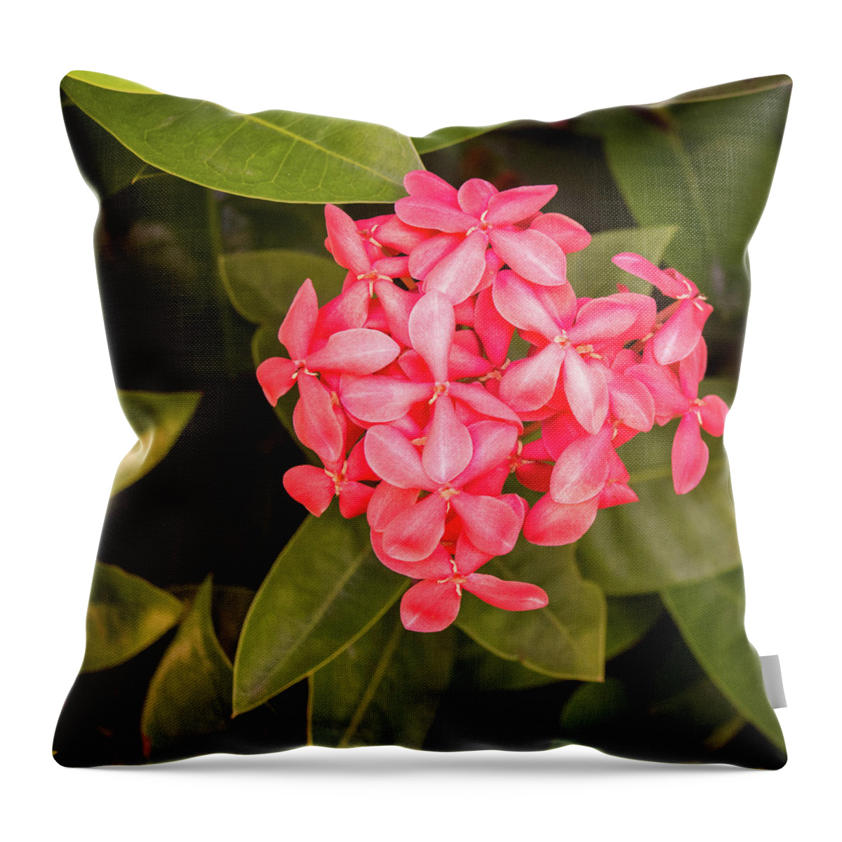  Throw Pillow featuring the photograph Pink Flower #3 by James Gay