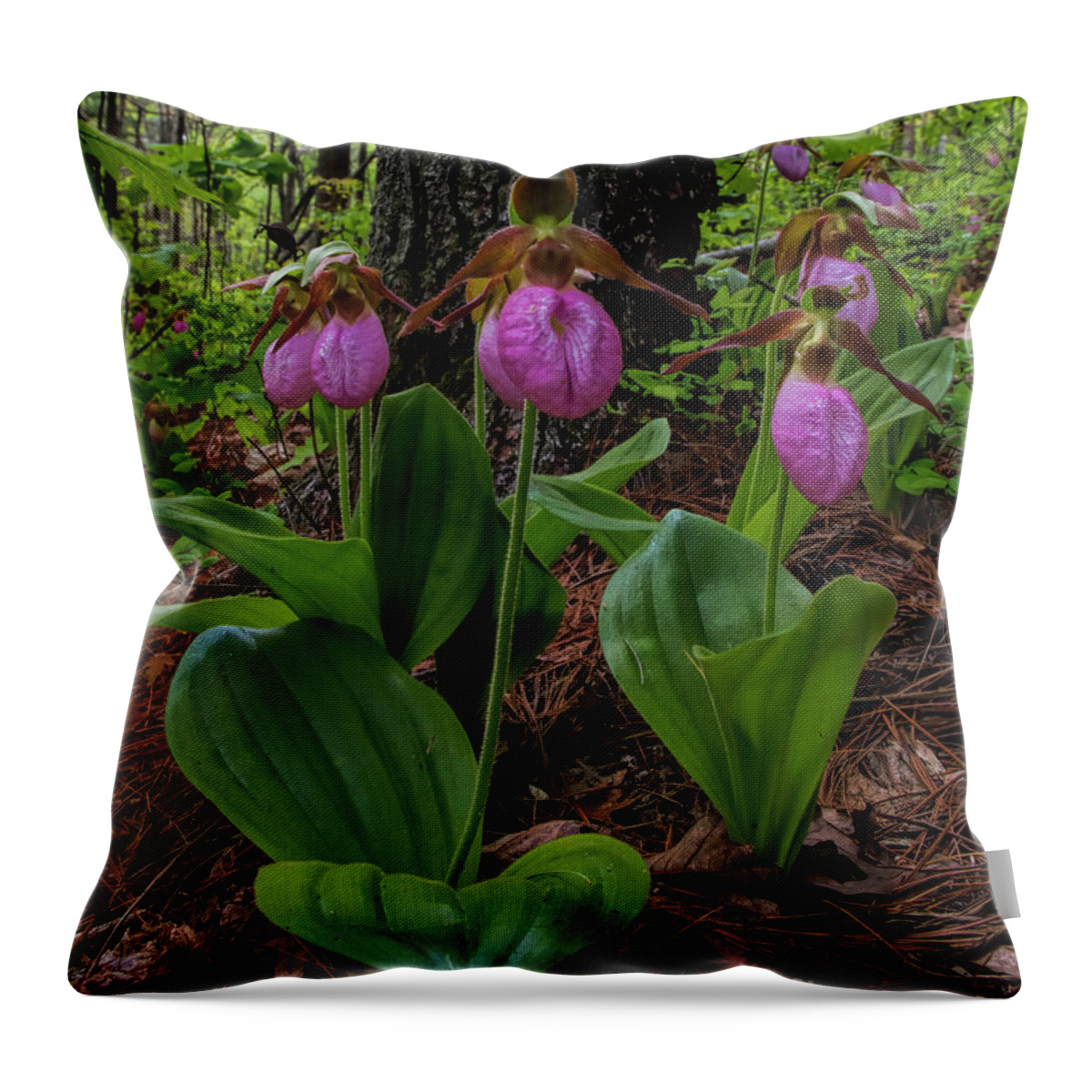 Pink Ladies Slipper Throw Pillow featuring the photograph Pink Ladies Slipper Patch #2 by Barbara Bowen