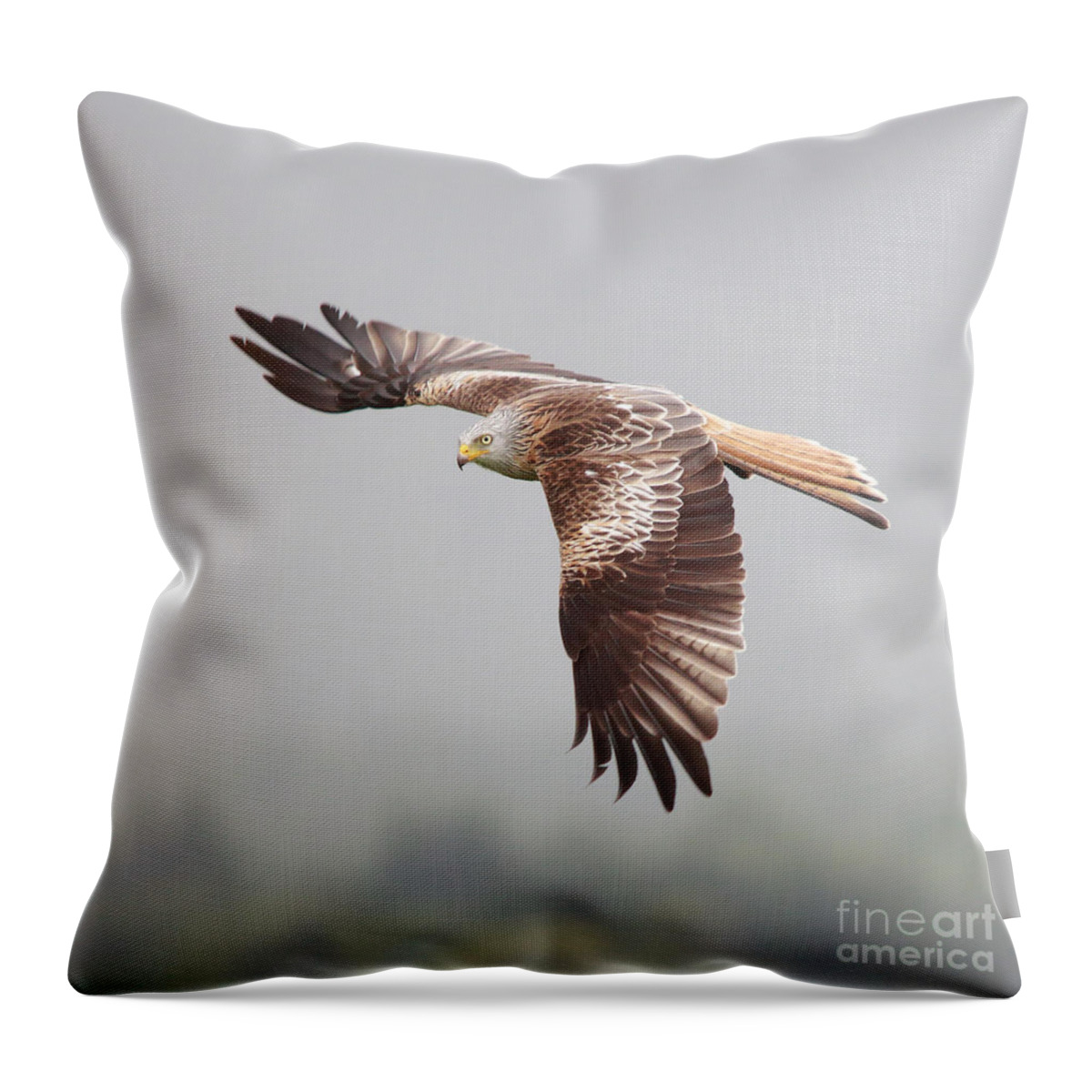 Red Kite Throw Pillow featuring the photograph Red Kite in flight #2 by Maria Gaellman