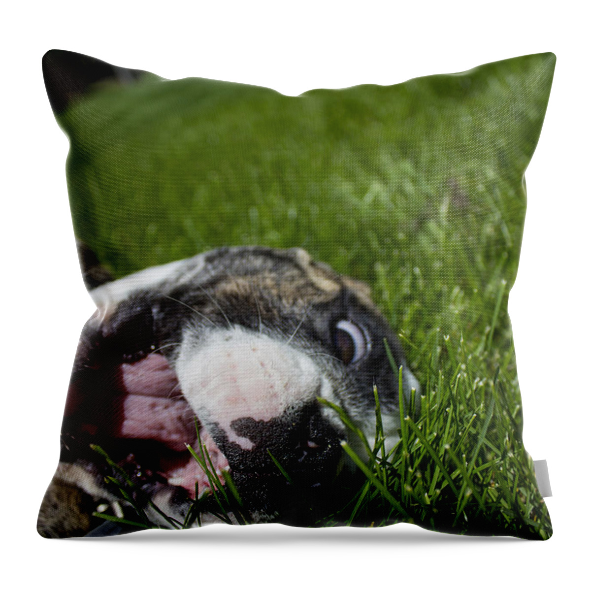 Miss Roxy Throw Pillow featuring the photograph Roxy the Bulldog Puppy #2 by Tracey Rees