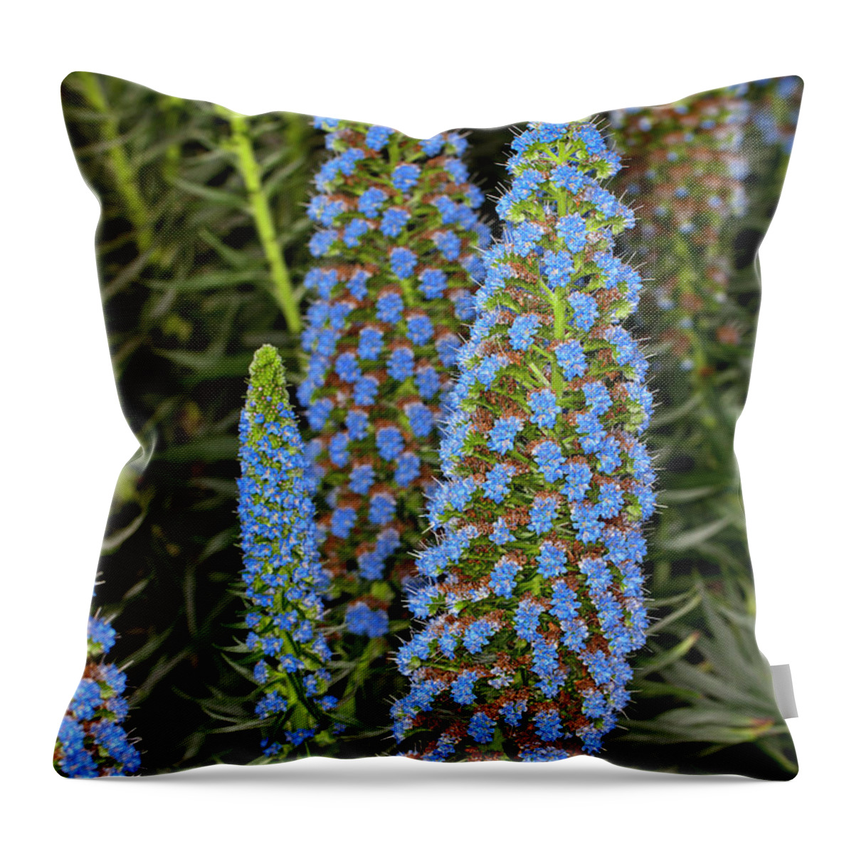 Echium Candicans Throw Pillow featuring the photograph Select Blue Pride-of-Madeira #2 by Anthony Totah
