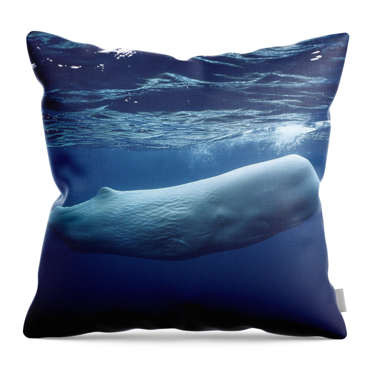 00270022 Throw Pillow featuring the photograph White Sperm Whale #1 by Hiroya Minakuchi