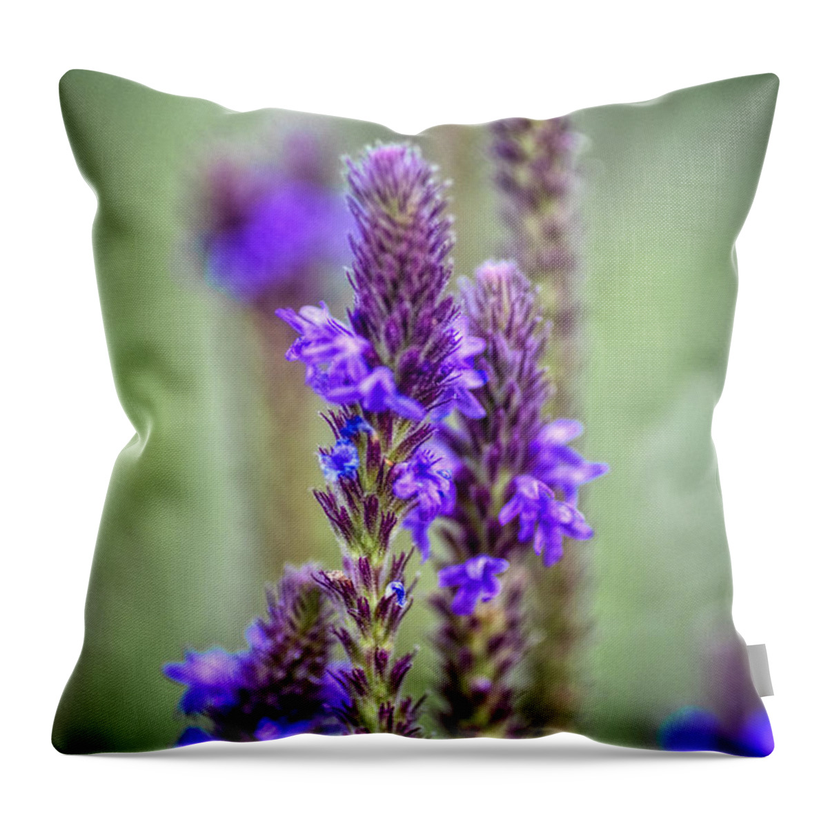 Wildflower Throw Pillow featuring the photograph Spring Dreams #1 by Diana Powell