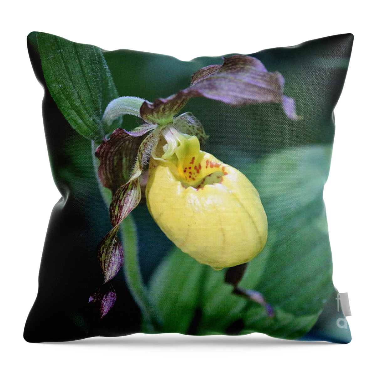 Flower Throw Pillow featuring the photograph Sunny Slipper Tear by Susan Herber