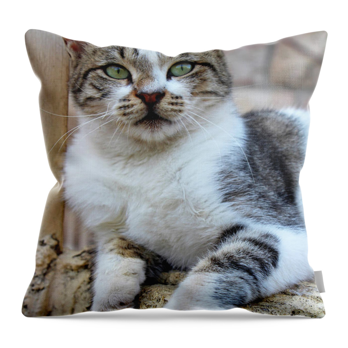 Cat Throw Pillow featuring the photograph The Wait #2 by Munir Alawi