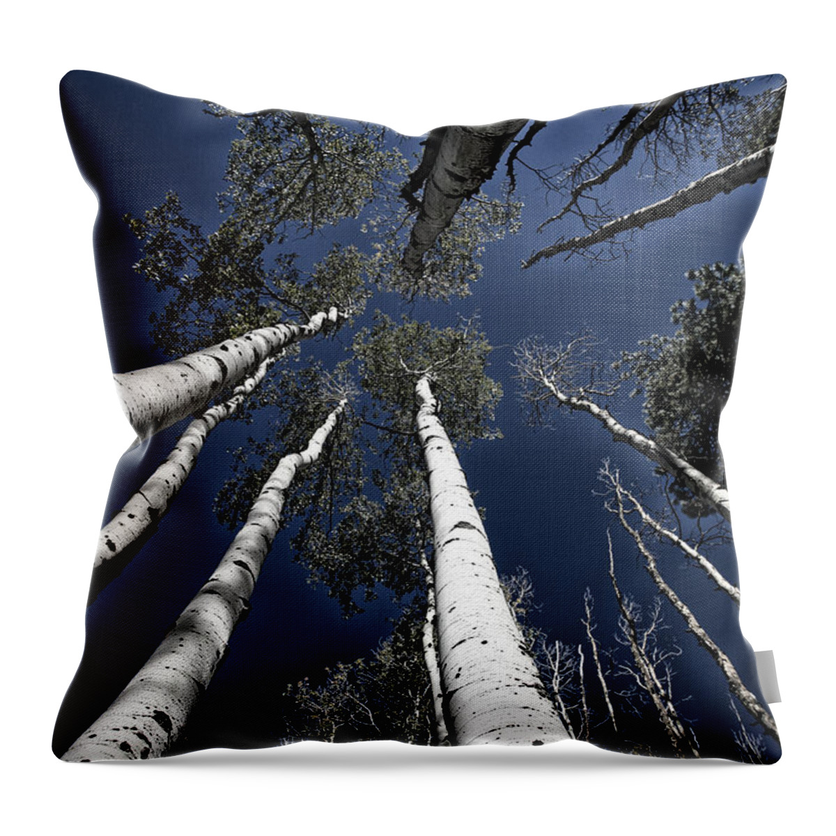 Skyward Throw Pillow featuring the photograph Towering Aspens #2 by Timothy Johnson