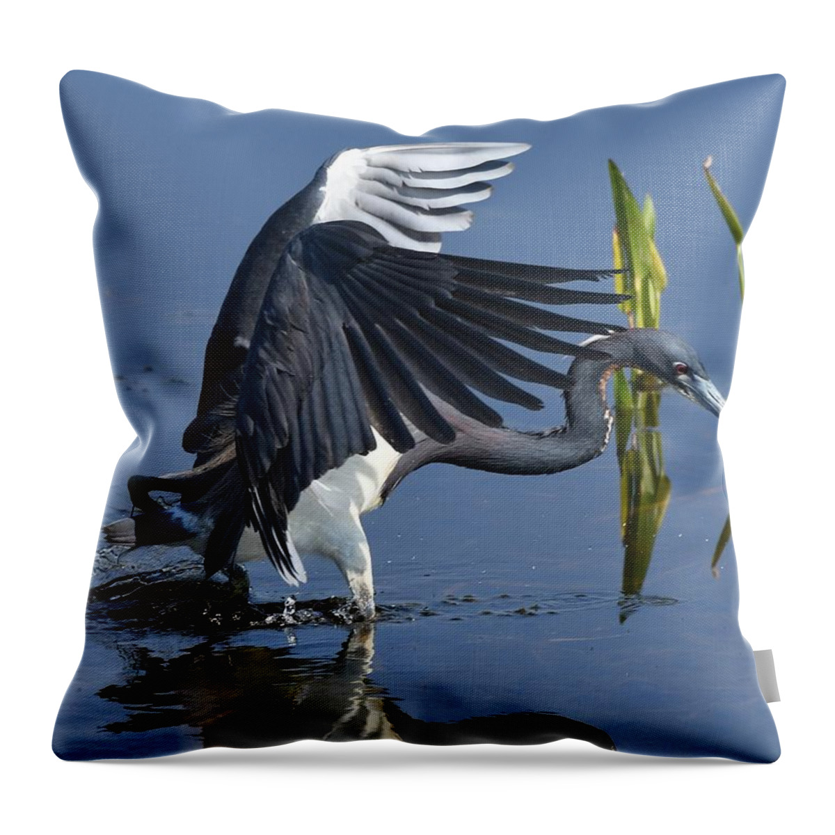 Tricolored Heron Throw Pillow featuring the photograph Tricolored Heron #2 by David Campione