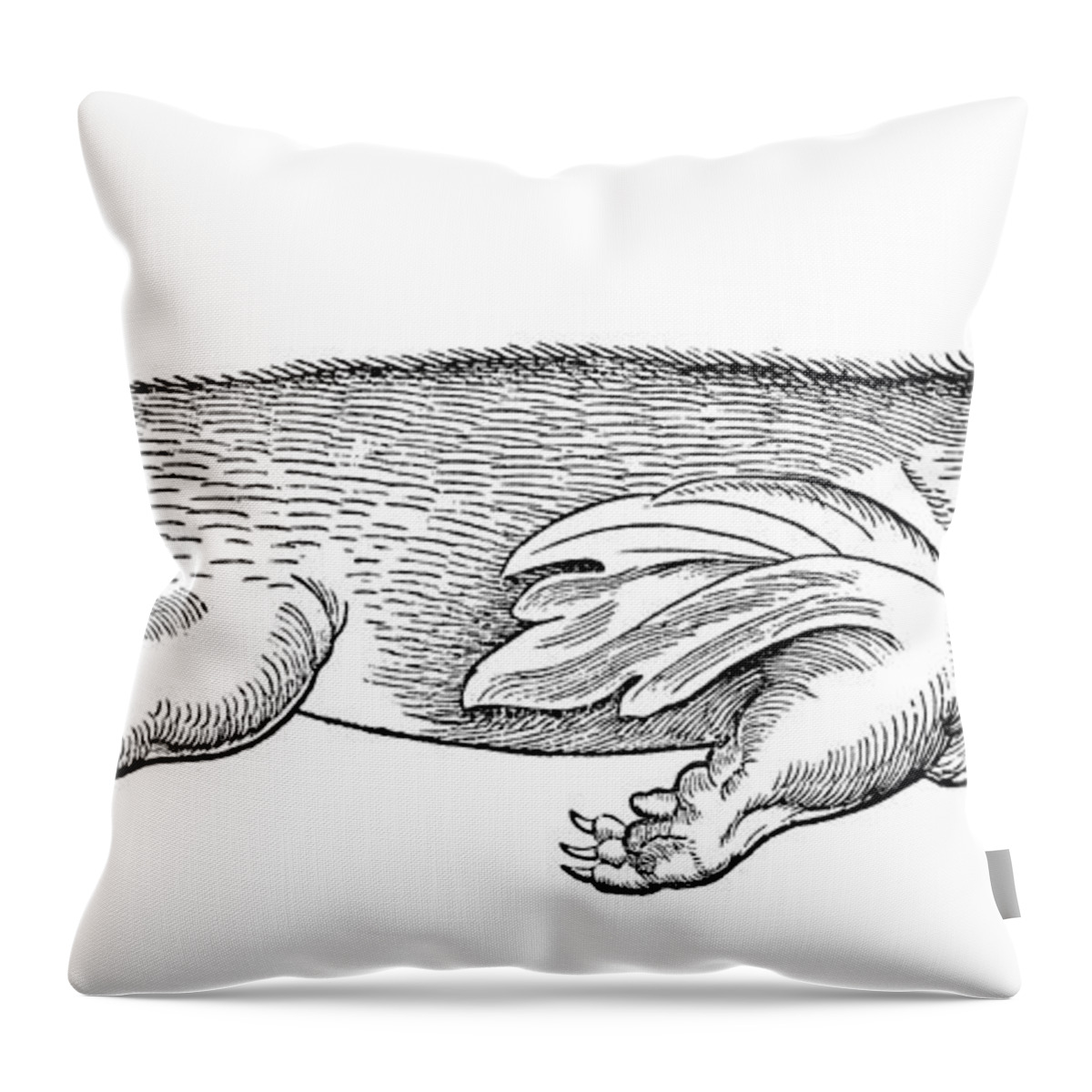 1560 Throw Pillow featuring the photograph Walrus #2 by Granger