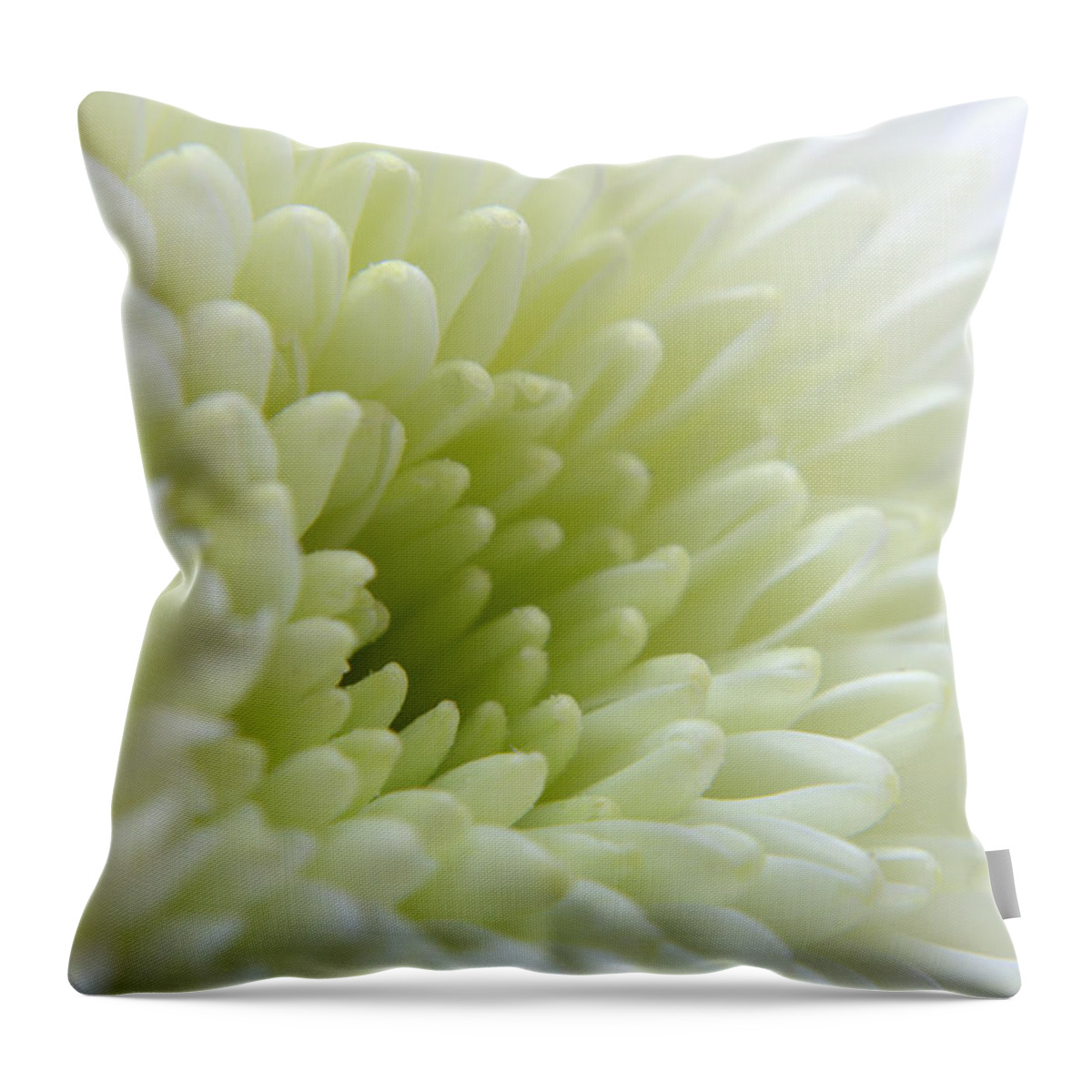 Chrysanthemum Throw Pillow featuring the photograph White Chrysanthemum #2 by Chris Day