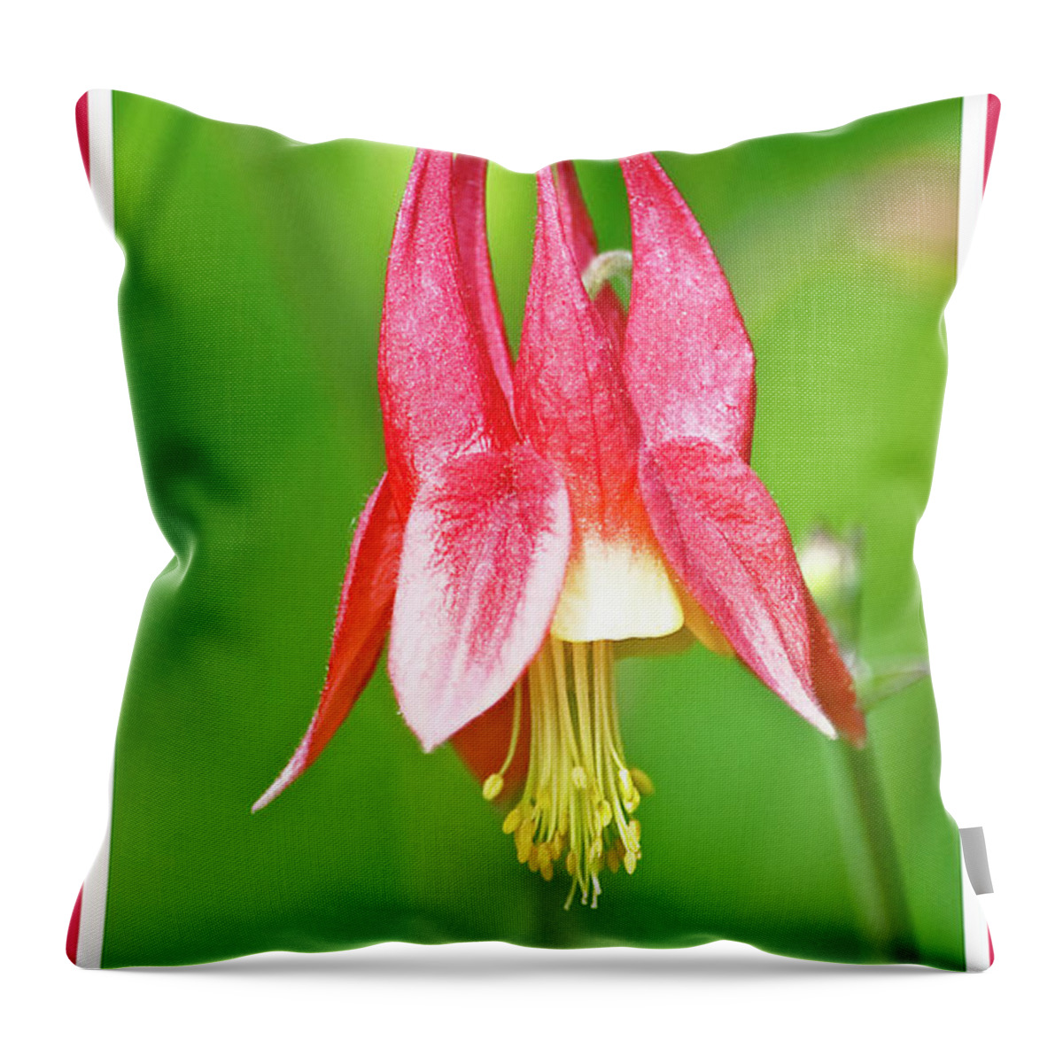 Wildflower Throw Pillow featuring the photograph Wild Columbine Flower #2 by A Macarthur Gurmankin