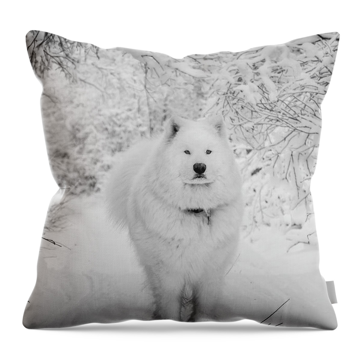Samoyed Throw Pillow featuring the photograph Winter Wonderland #2 by Valerie Pond