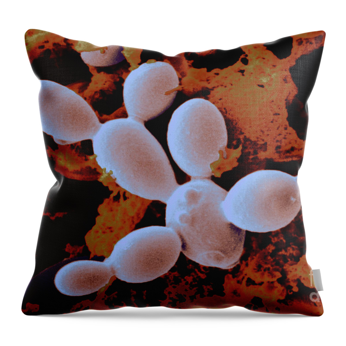 Sem Throw Pillow featuring the photograph Yeast Cells #2 by Scimat