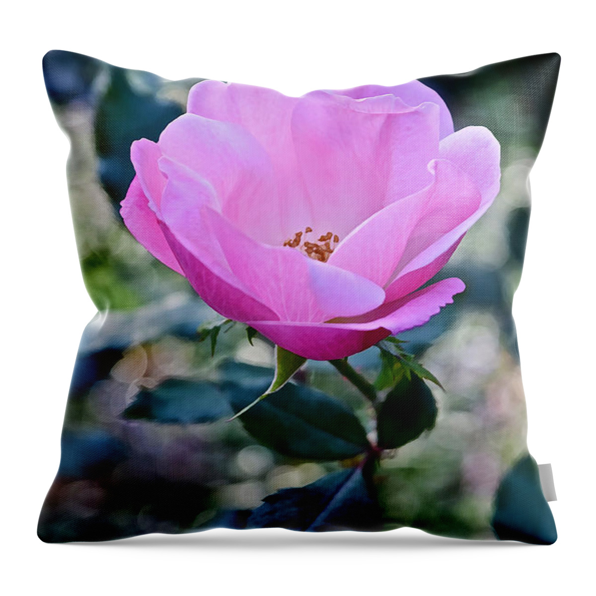 Rose Throw Pillow featuring the photograph 2015 After the Frost at the Garden Pink Rose by Janis Senungetuk
