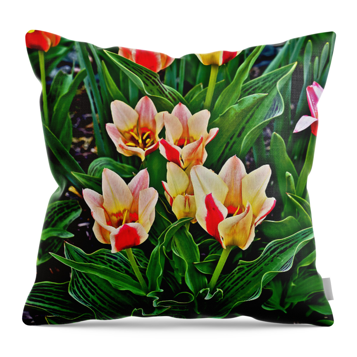 Tulips Throw Pillow featuring the photograph 2016 Acewood Tulips 6 by Janis Senungetuk