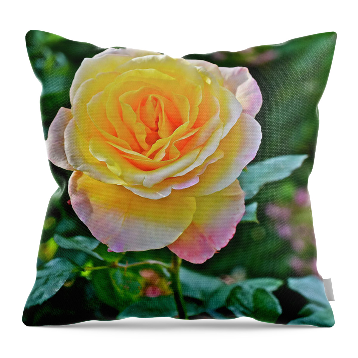 Roses Throw Pillow featuring the photograph 2016 Mid October at the Garden Day Breaker Floribunda Rose by Janis Senungetuk