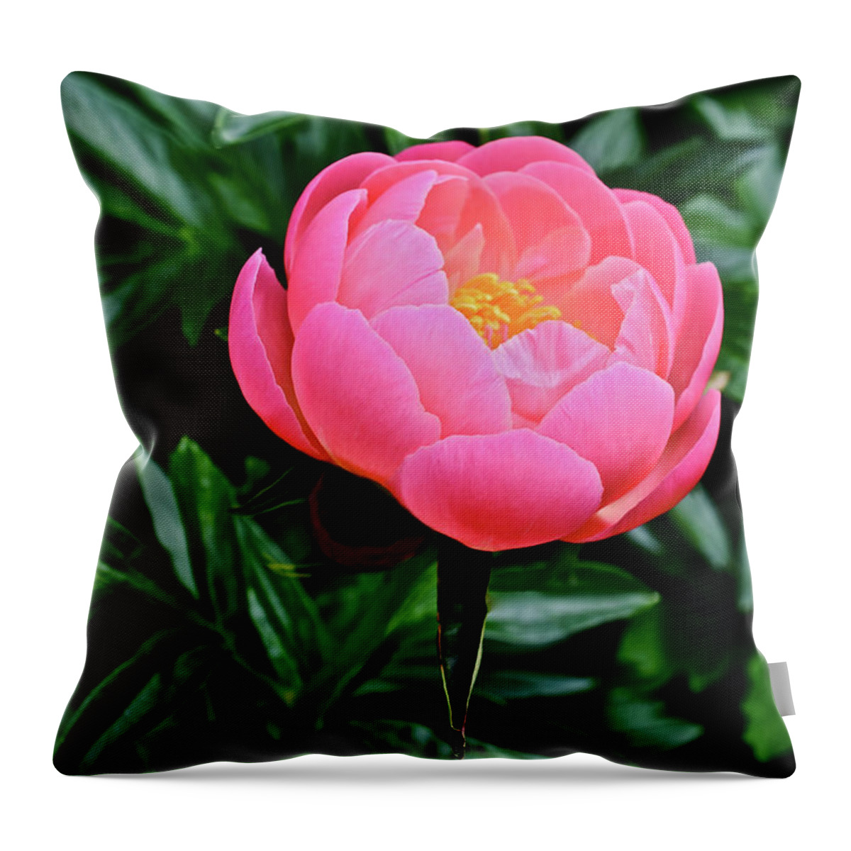 Peony Throw Pillow featuring the photograph 2017 End of May at the Gardens Pink Hawaiian Coral Peony by Janis Senungetuk