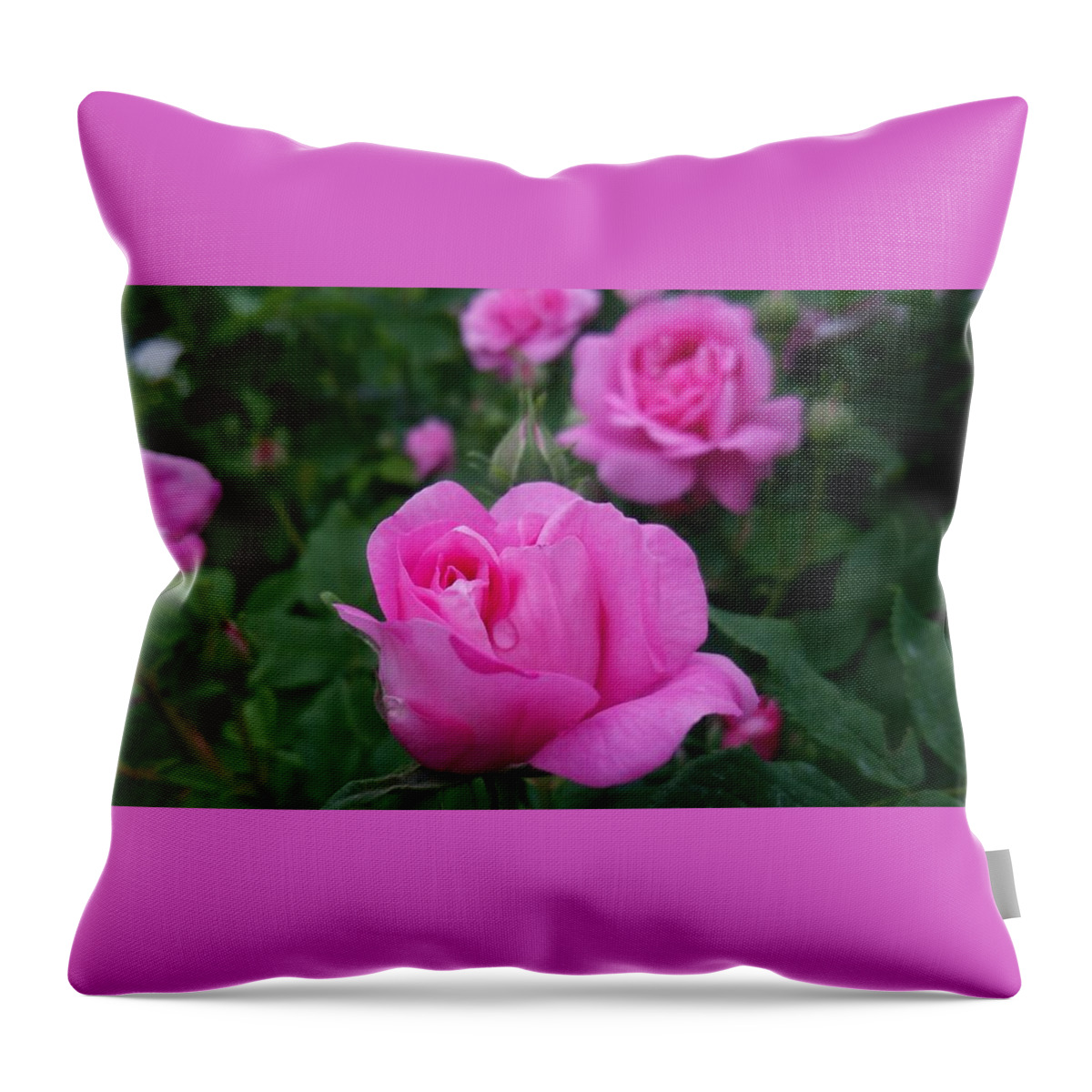 #flower#flowerlovers#flowerlover#green#flowerlovers#floral#rose#rosa#pink#petal#plant#blossom#photooftheday#floweroftheday#webstagram#naturestagram#flowerstagram#naturelover#naturelovers#naturehippys#naturehippy#flowers#furano#hokkaido#japan#kn##xǖ#kc#{ Throw Pillow featuring the photograph Rose #21 by Tomoko Takigawa