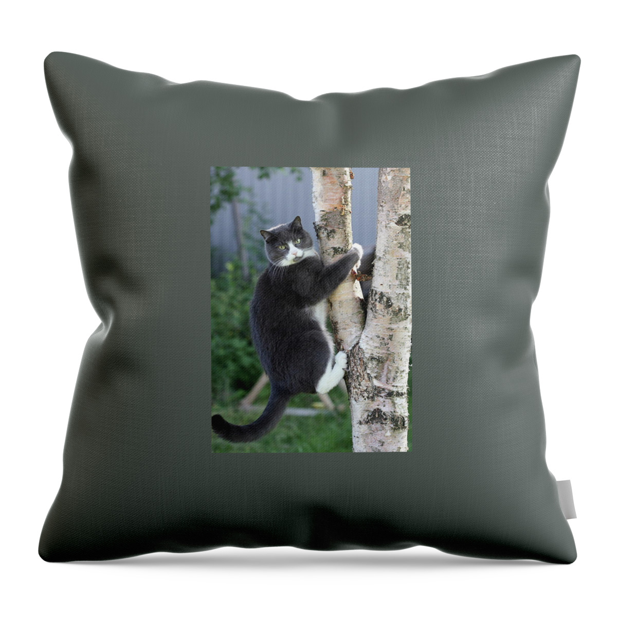 Cat Throw Pillow featuring the photograph Cat #210 by Jackie Russo