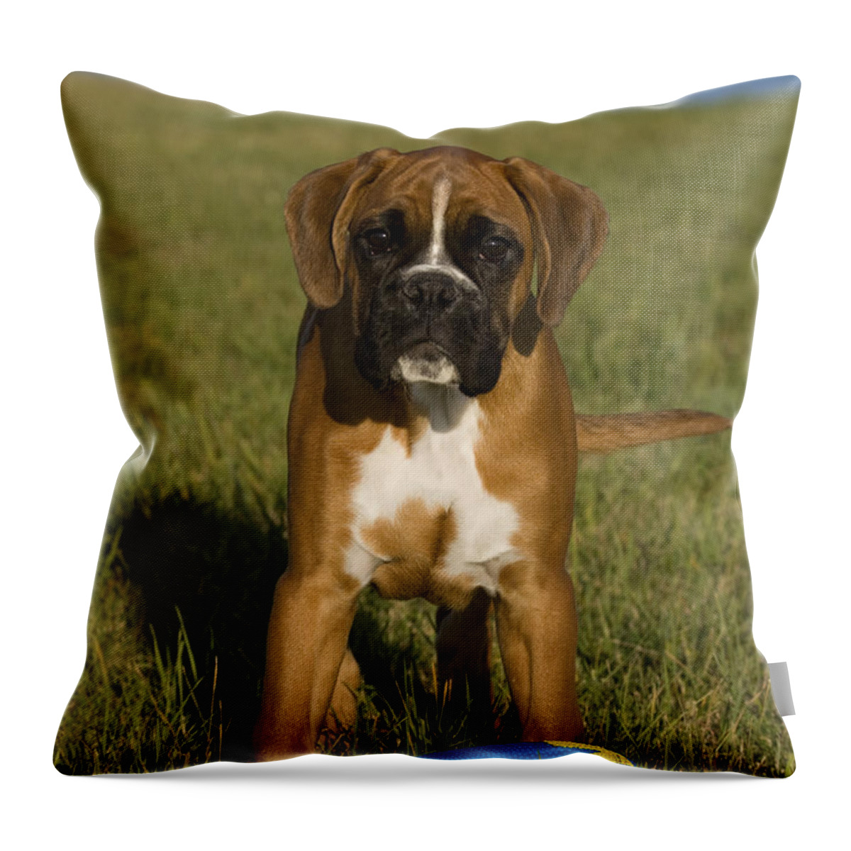 Boxer Throw Pillow featuring the photograph Boxer Puppy #22 by Jean-Louis Klein & Marie-Luce Hubert