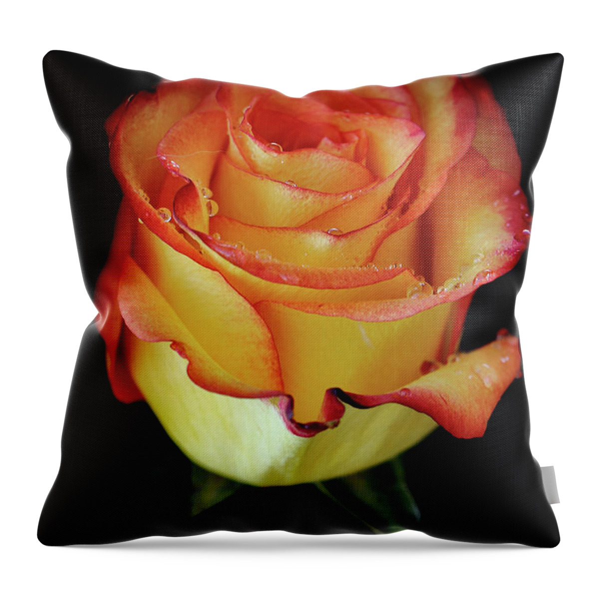 Flowers Throw Pillow featuring the photograph 23rd Anniversary Rose by Elaine Malott