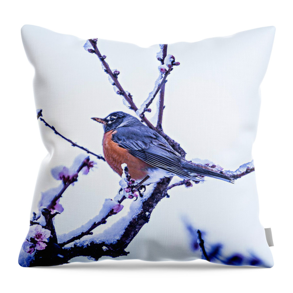 American Robin Throw Pillow featuring the photograph American Robin Perched On Blooming Peach Tree In Spring Snow #3 by Alex Grichenko