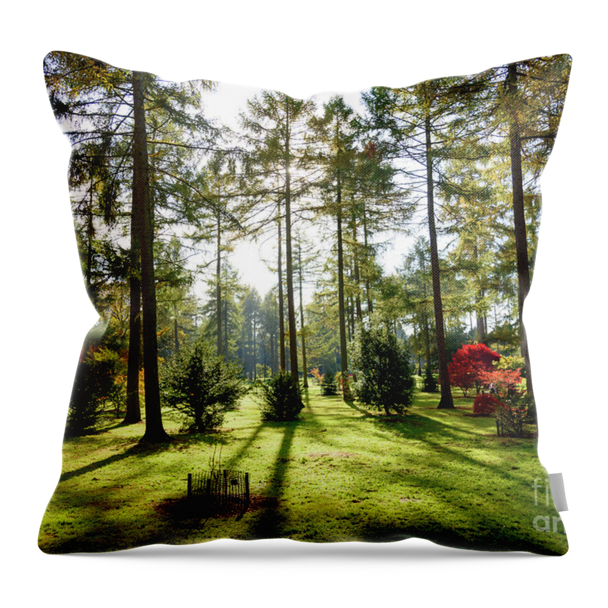 Autumn Throw Pillow featuring the photograph Autumn in the park #3 by Colin Rayner